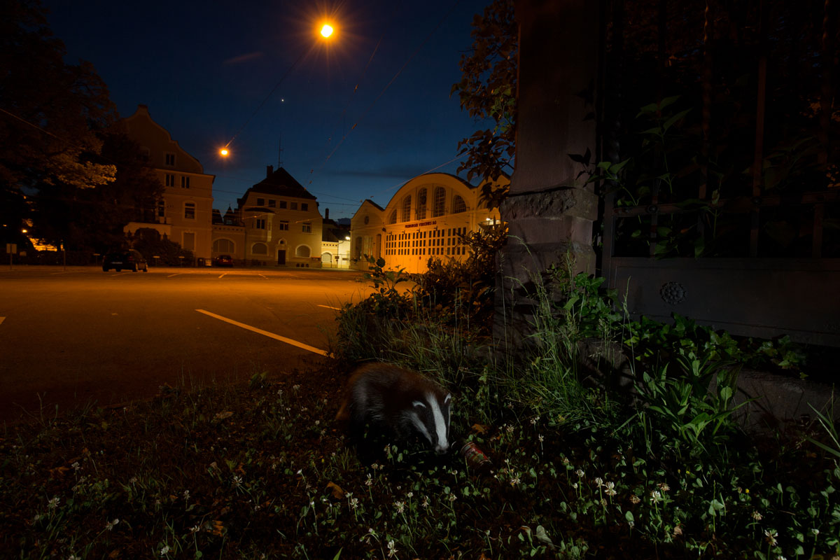 Tierische Tausendsassas