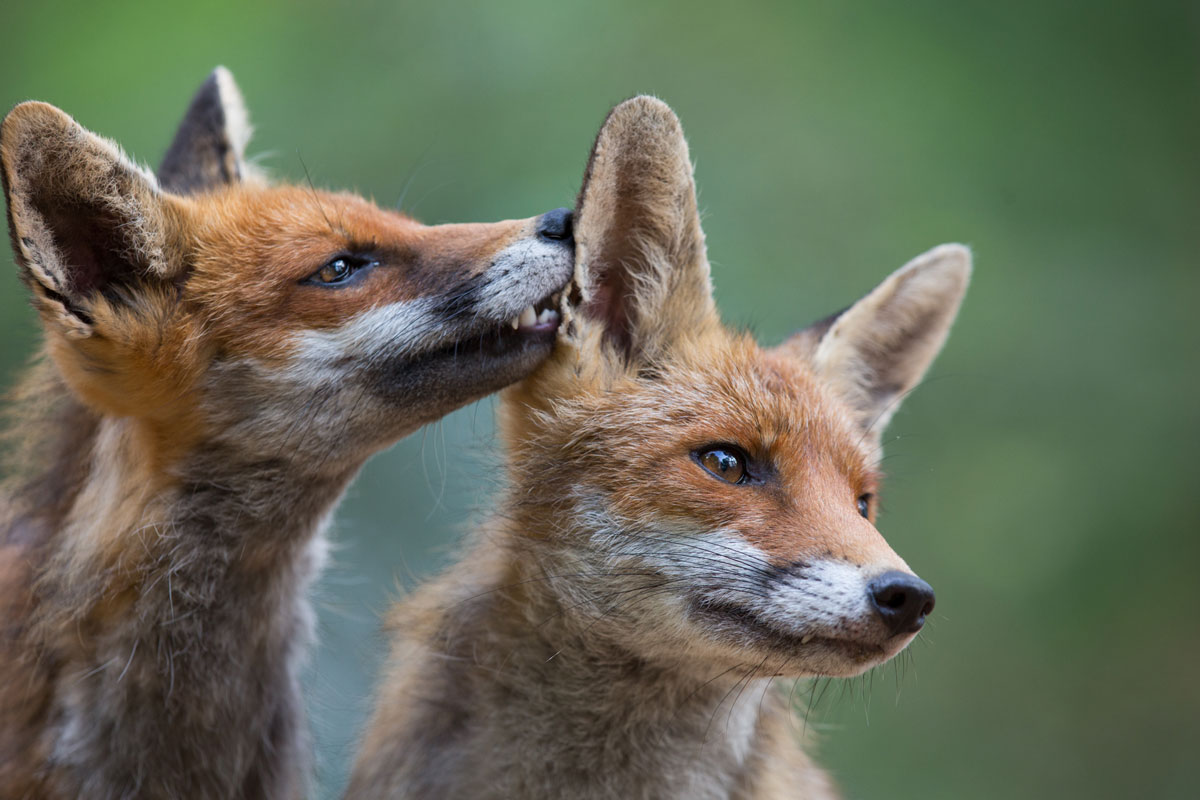 Tierische Tausendsassas