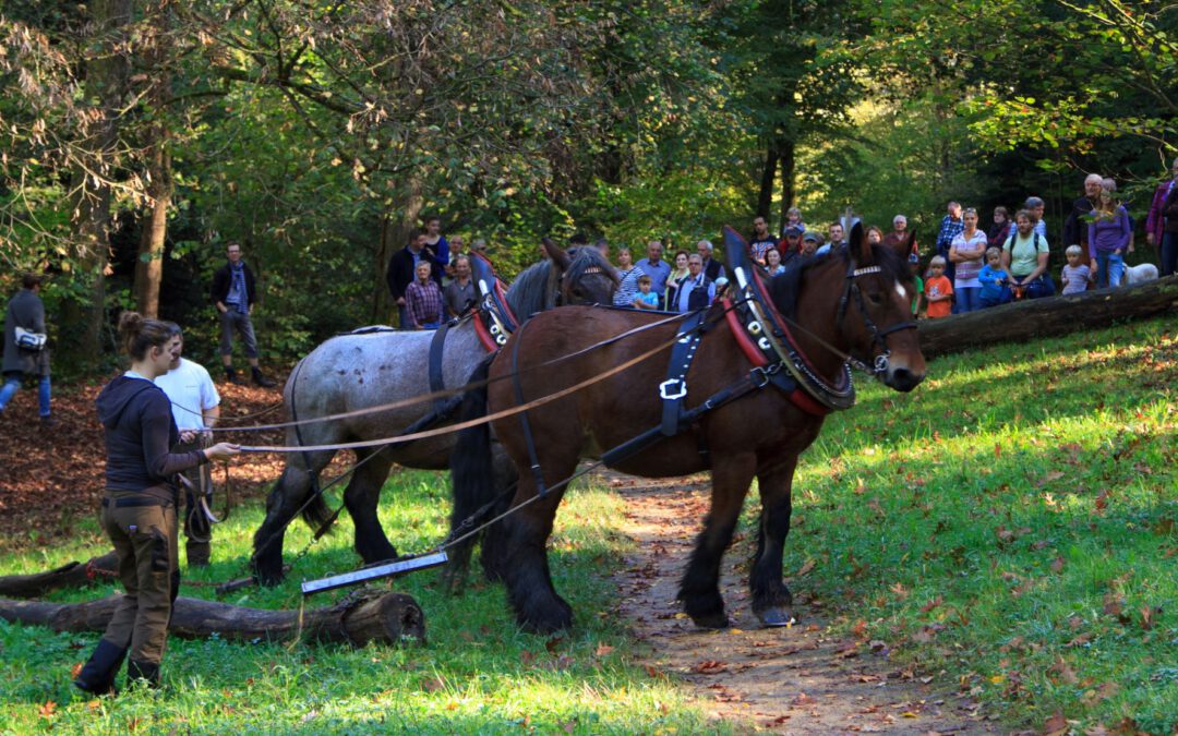 WaldHerbst – Rund um die Holzernte mit Pferden und Maschinen