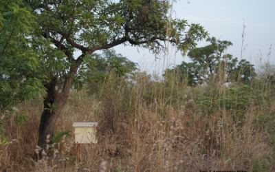 Wälder der welt: burkina faso