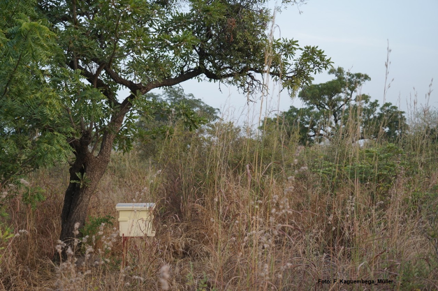 Wälder der welt: burkina faso