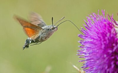 Facettenreiche Insekten – Vielfalt | Gefährdung | Schutz