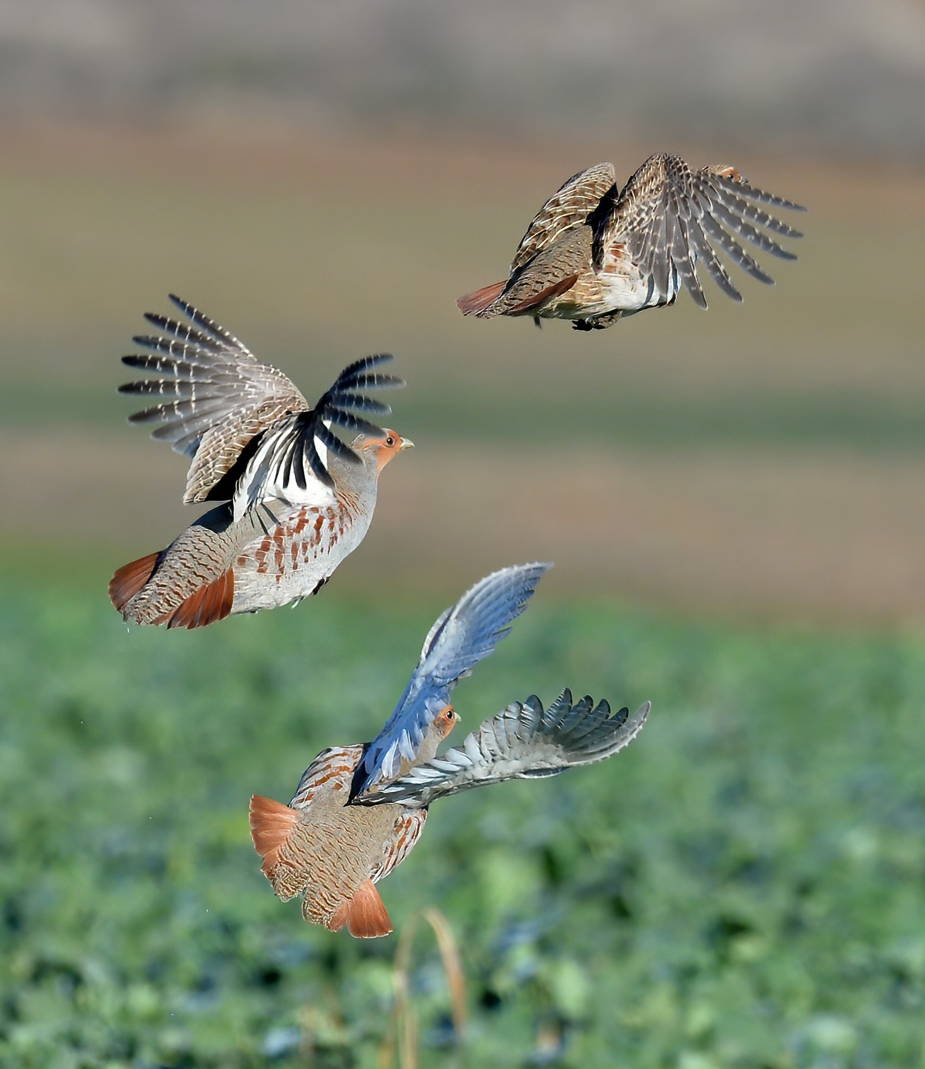 1_Titel_Kostikidis Georgios_Rebhühner_Ausschnitt