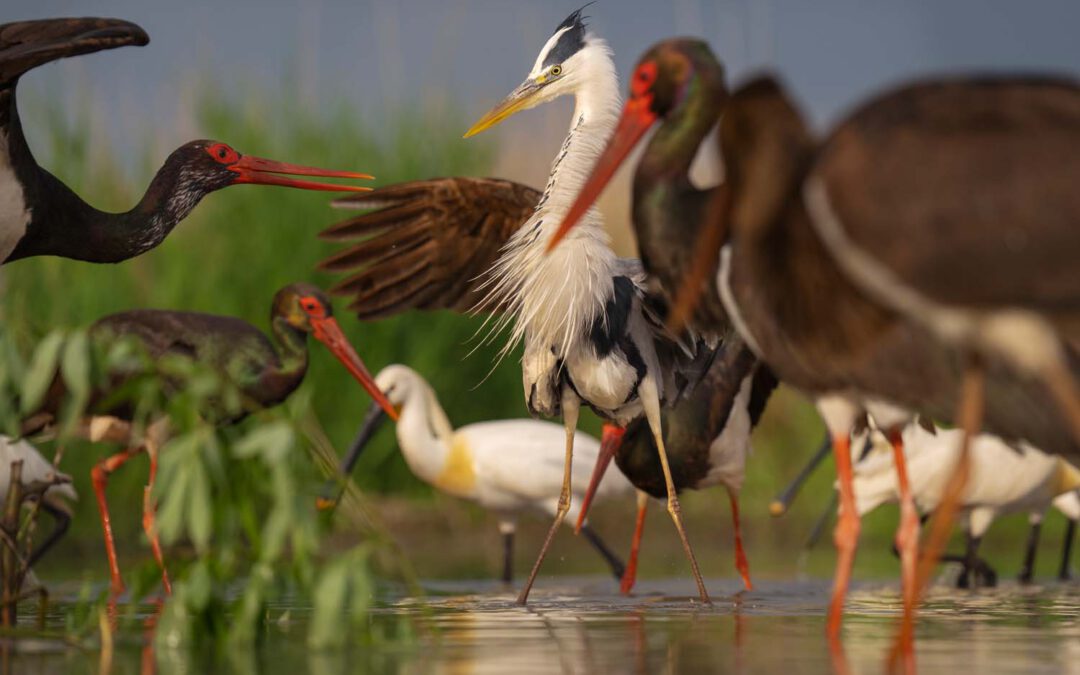 Europäischer Naturfotograf des Jahres