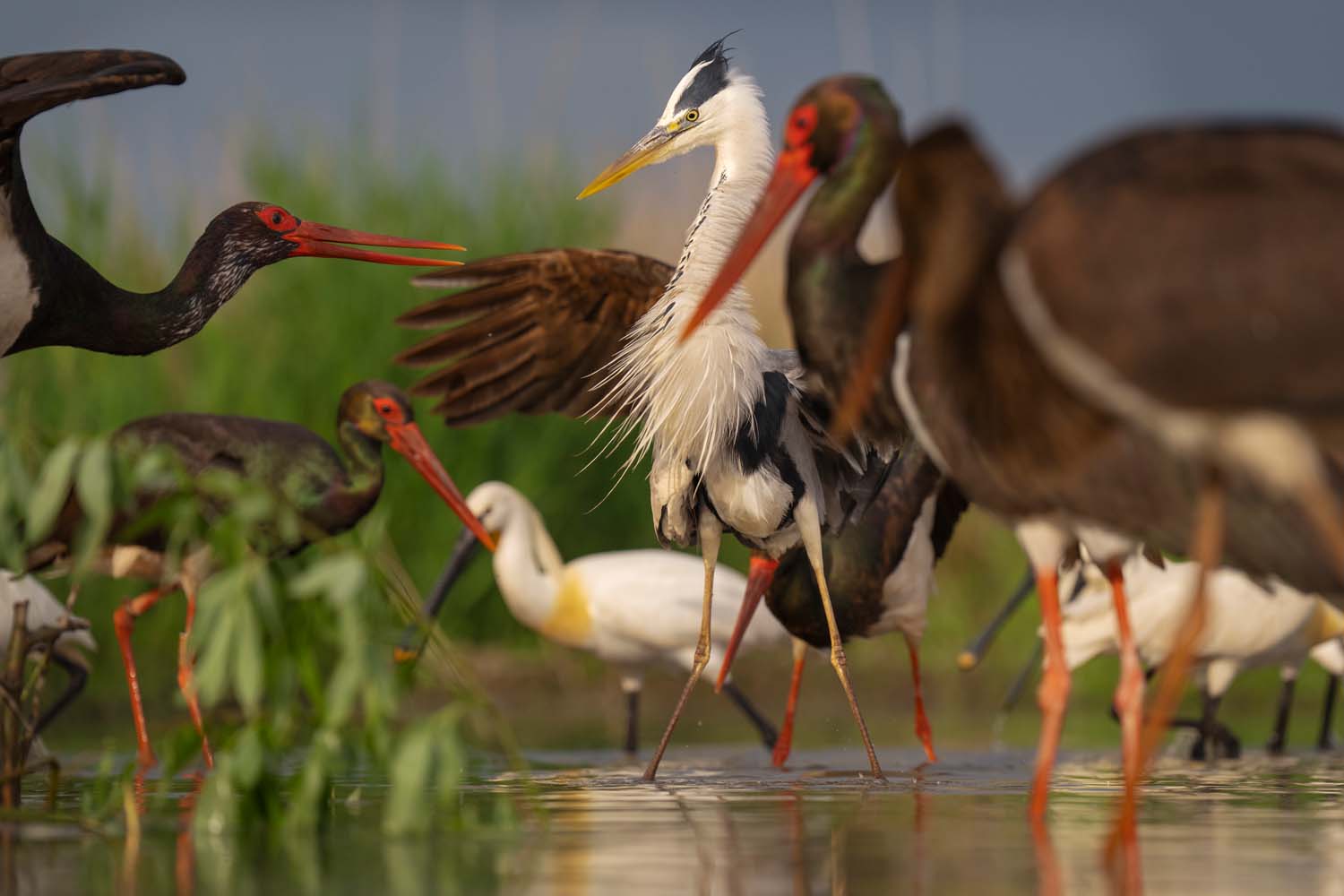 Black stork, Ciconia nigra, fighting with Grey heron, Ardea cinerea, Pusztaszer, Kiskunságy National Park, Hungary Stelzvögel in renaturierten Gewässern