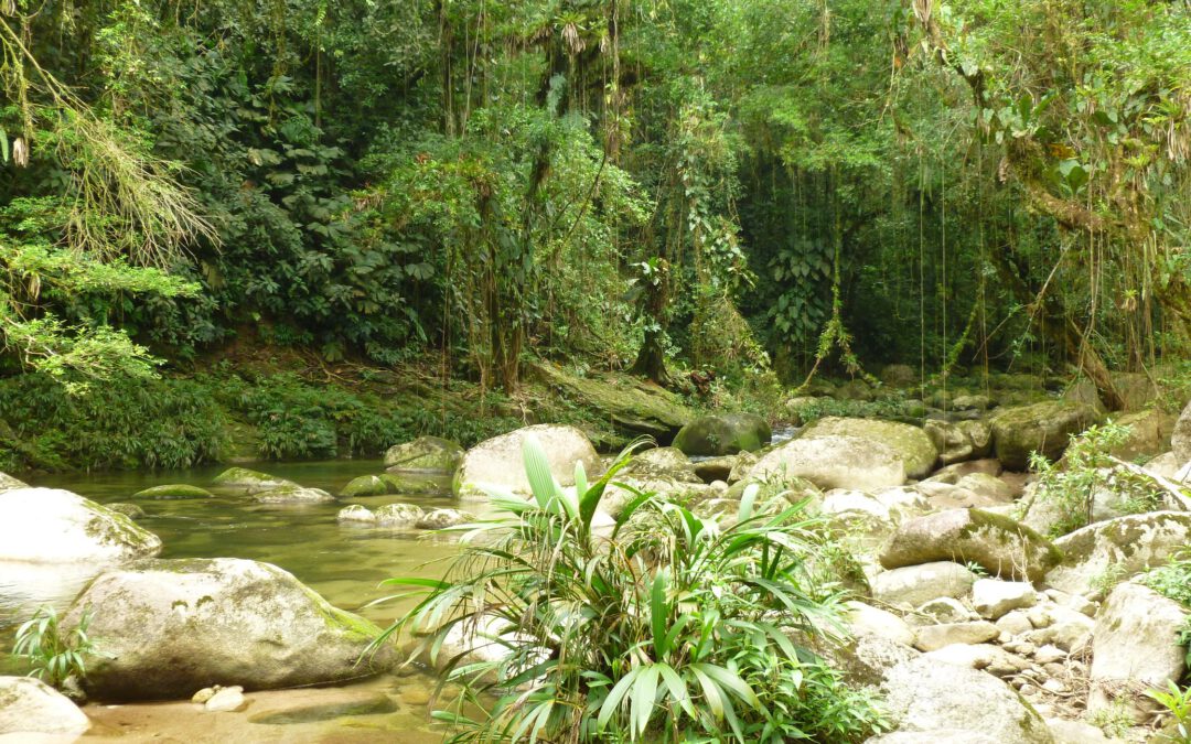Wälder der Welt: Kolumbien