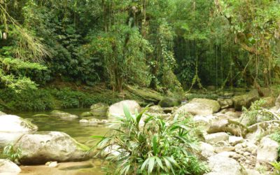 Wälder der Welt: Kolumbien