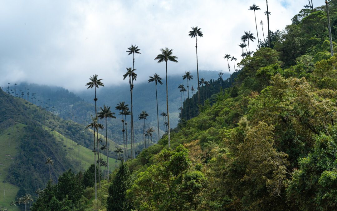 Wälder der Welt: Kolumbien